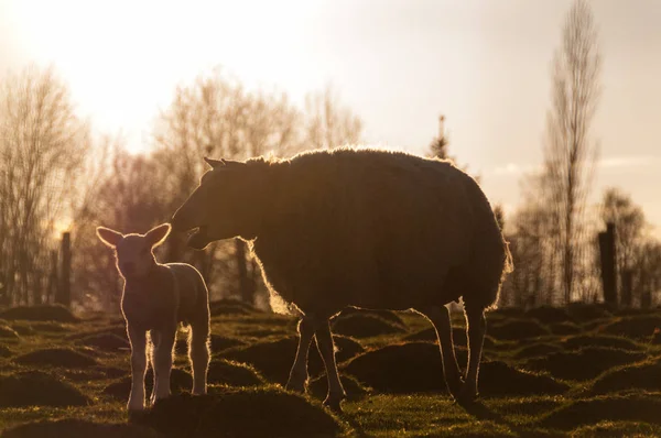 Mother Sheep and its Lamb