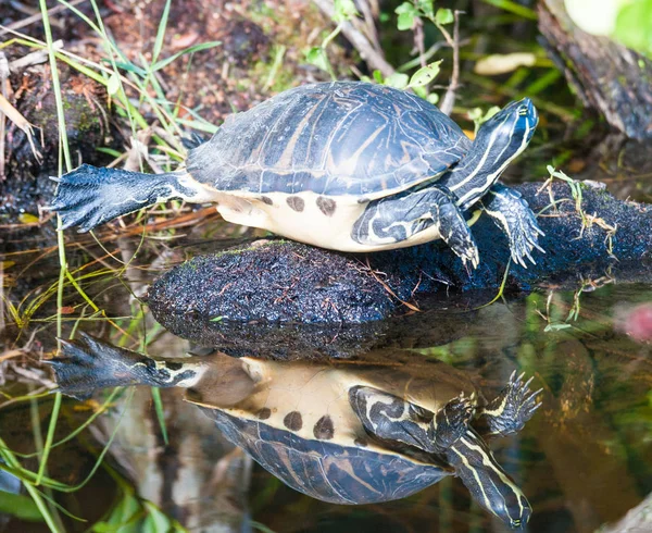 Een schildpad rusten in een moeras — Stockfoto