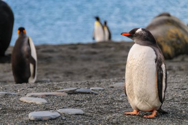 Gentoo pengueni Güney Georgia Adası