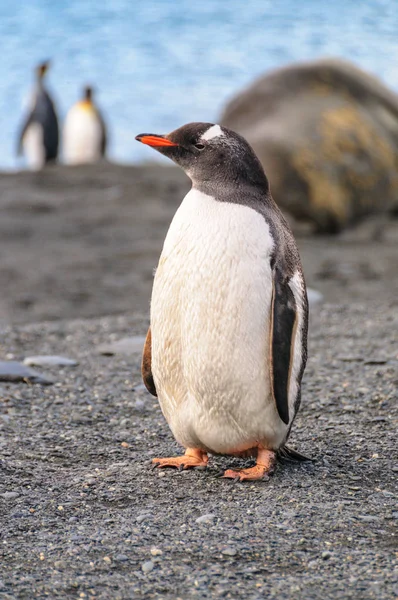 Gentoo pengueni Güney Georgia Adası — Stok fotoğraf