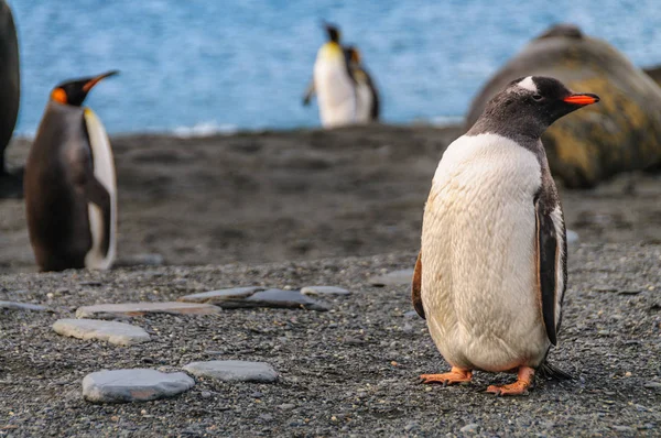 Gentoo pingvin a Dél-Georgia-szigetre — Stock Fotó