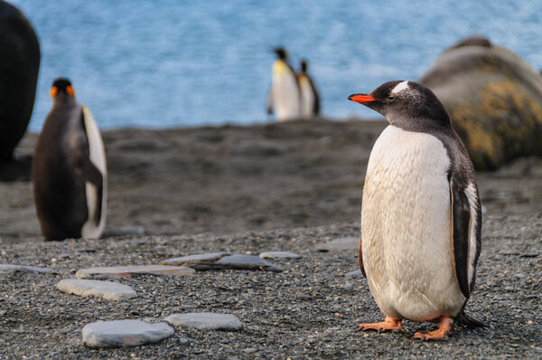 Gentoo Penguin on South Georgia Island