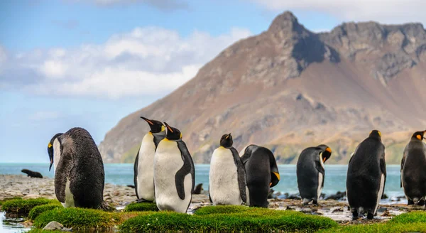 Un groupe de manchots royaux à Fortuna Bay — Photo