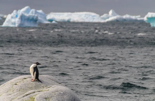 Пінгвін Аделі, озираючись назад — стокове фото
