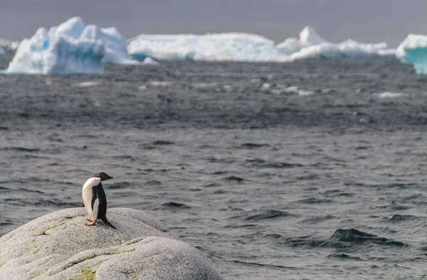 Adelie Pinguin blickt zurück — Stockfoto