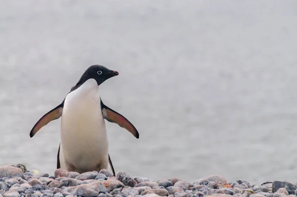 Adelie Paulet Adası'nda ayakta penguen — Stok fotoğraf