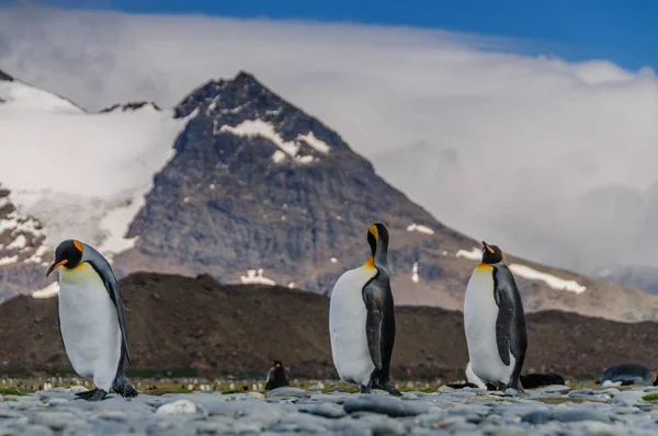 Thee re pinguini a piedi in linea — Foto Stock