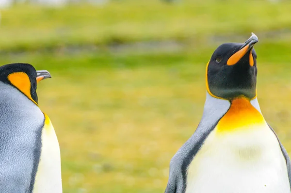 Dos Pingüinos Rey Aptenodytes Patagonicus Pie Las Llanuras Salisbury Isla — Foto de Stock