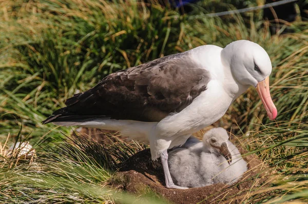 Albatros de cejas negras en su nido — Foto de Stock