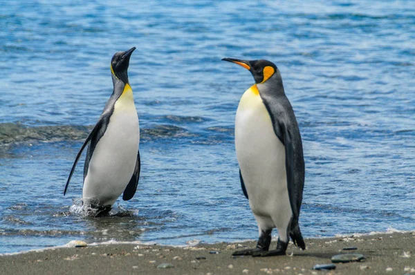 King Penguins en las llanuras de Salisbury — Foto de Stock