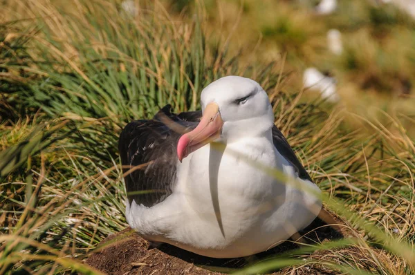 Albatros de cejas negras en su nido — Foto de Stock