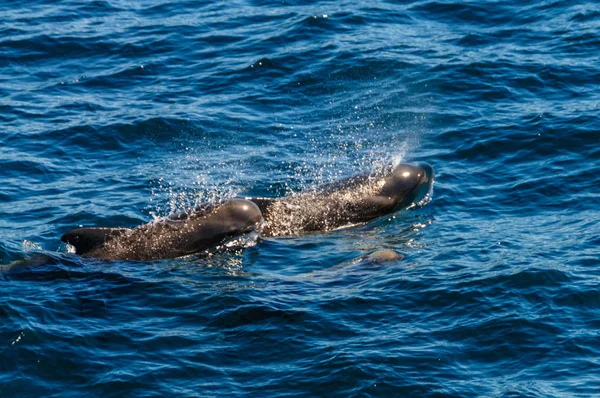 Long Finned Pilot Balina Yüzgeçli Melas Yüzme Güney Atlantik Okyanusu — Stok fotoğraf