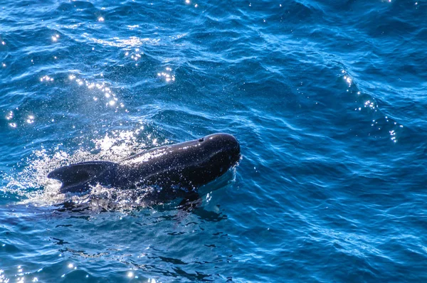Uzun kanatlı Pilot balina içinde Güney Atlantik Okyanusu — Stok fotoğraf