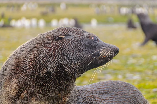 Fechar Selos Arctocephalus Gazella Nas Planícies Salisbury Ilha Geórgia Sul — Fotografia de Stock