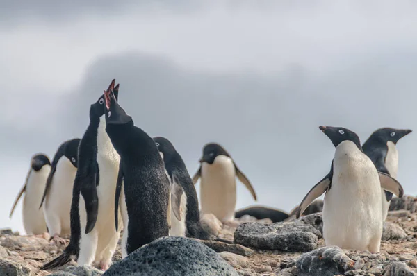 Adelie Penguins na ostrově Paulet — Stock fotografie