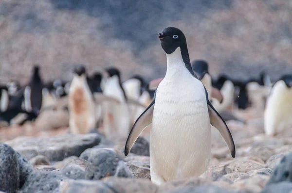 Adelie pingvinek a sziget László — Stock Fotó