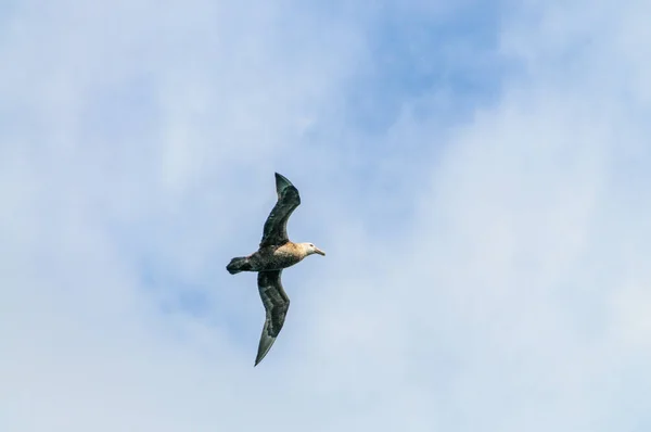 En södra jättestormfågel under flygning — Stockfoto