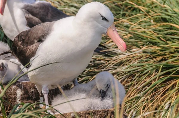 Albatros de cejas negras en su nido — Foto de Stock
