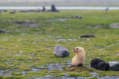 Fur Seals on Salisbury Plains, South Georgia clipart