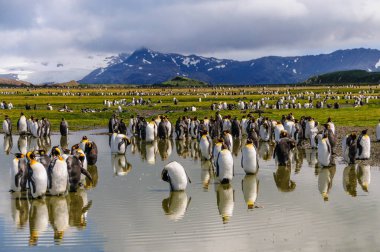 Salisbury ovada Kral penguenler