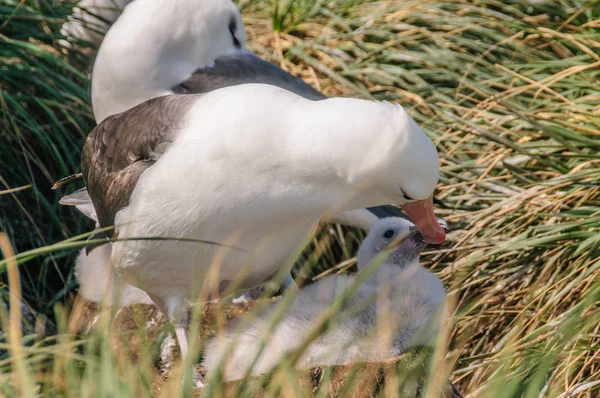 Albatros de cejas negras en su nido — Foto de Stock