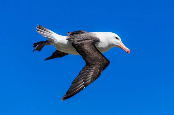 Black-Browed Albatross em voo — Fotografia de Stock