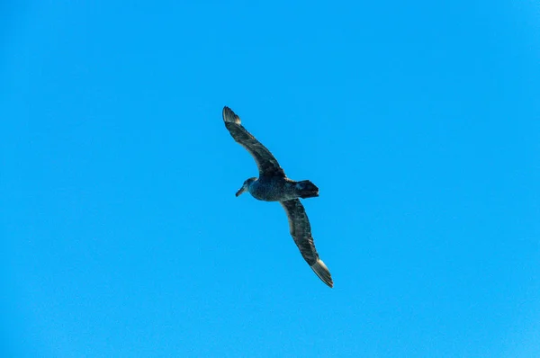En södra jättestormfågel under flygning — Stockfoto