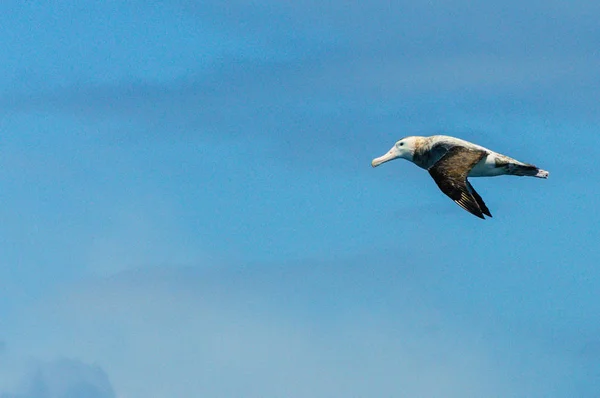 Svartbrynad albatross i flyg — Stockfoto