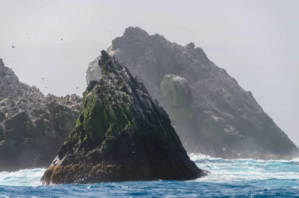 Nahaufnahme eines der Shag-Felsen — Stockfoto