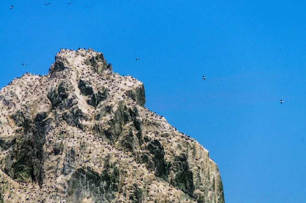 Nahaufnahme eines der Shag-Felsen — Stockfoto
