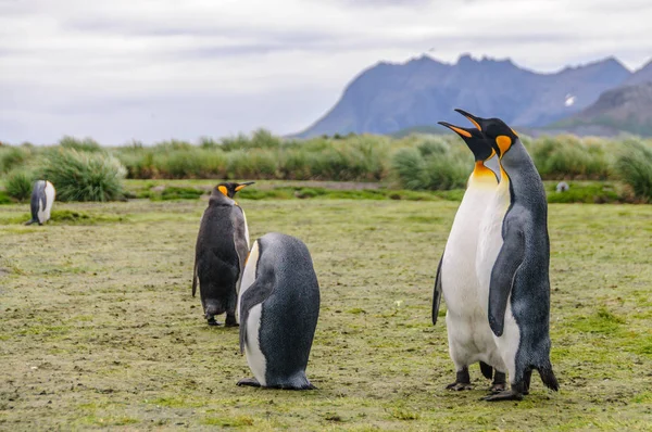 Pingwiny królewskie na równinach Salisbury — Zdjęcie stockowe