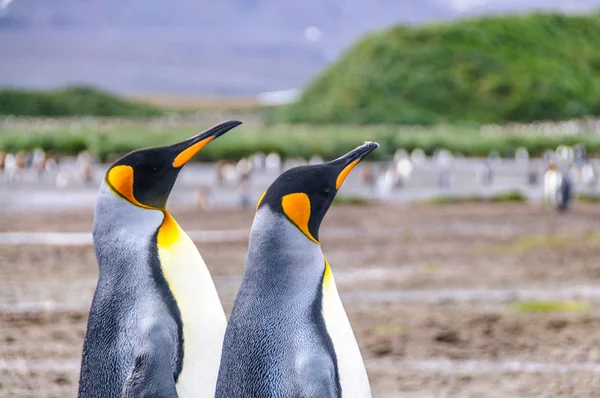 King Penguins on Salisbury plains — Stock Photo, Image