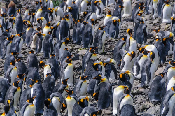 Kral Penguenler Salisbury Ovaları Güney Georgia Adlı Vahşi Bolluk Izlenimi — Stok fotoğraf