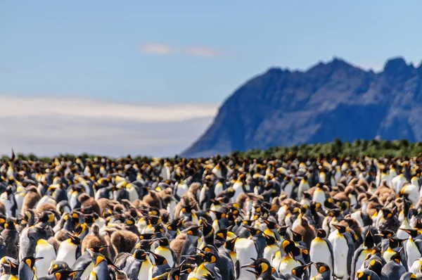 King Penguins en las llanuras de Salisbury —  Fotos de Stock