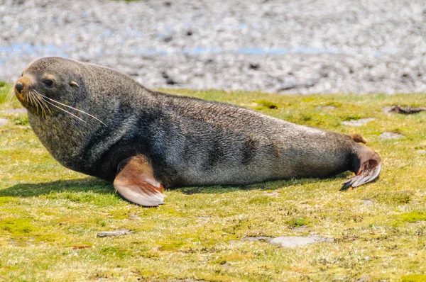 Fur Seals on Salisbury Plains, South Georgia — Stock Photo, Image