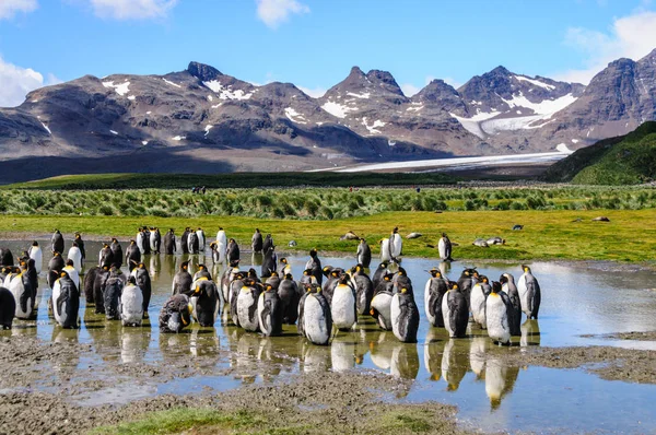 Impressione Della Selvaggia Abbondanza Pinguini Salisbury Plains Georgia Del Sud — Foto Stock