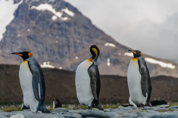 Thee King Penguins Caminhando na fila — Fotografia de Stock