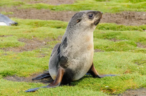 Sellos de piel en las llanuras de Salisbury, Georgia del Sur — Foto de Stock