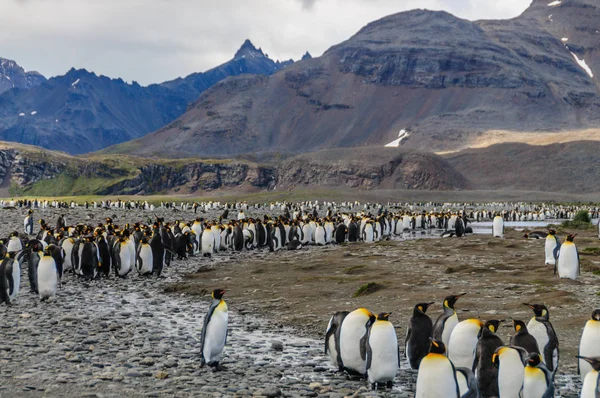 King Penguins en las llanuras de Salisbury — Foto de Stock