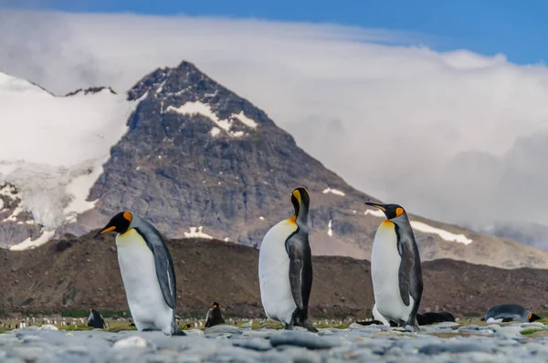 Thee rey pingüinos caminando en línea — Foto de Stock