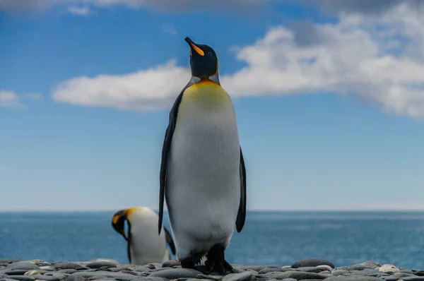 King Penguins on Salisbury plains — Stock Photo, Image