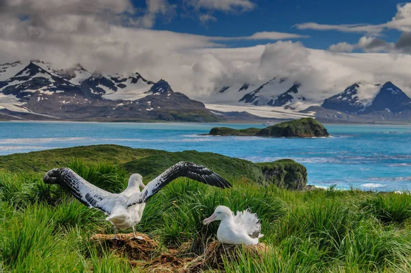 Couple d'Albatros errants sur son nid — Photo