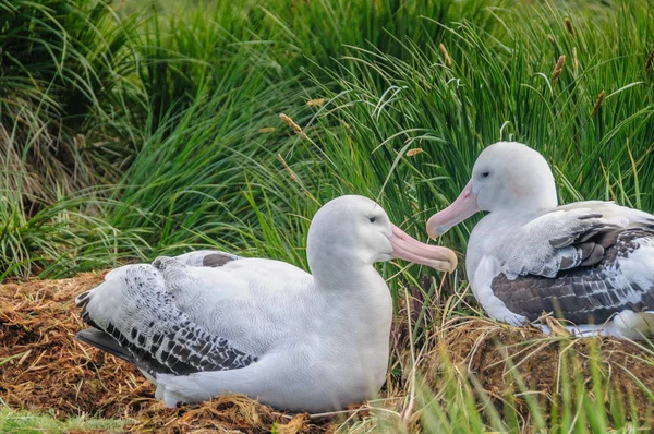 Göçebe Albatros çift yuva üzerinde — Stok fotoğraf