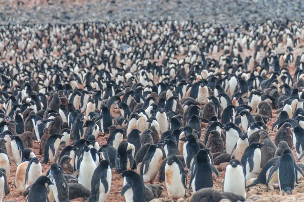 Pingüinos Adelie en la isla Paulet —  Fotos de Stock