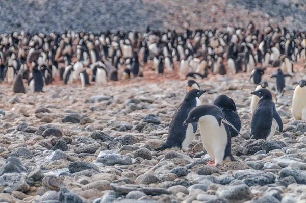 Pinguini di Adelie sull'isola di Paulet — Foto Stock