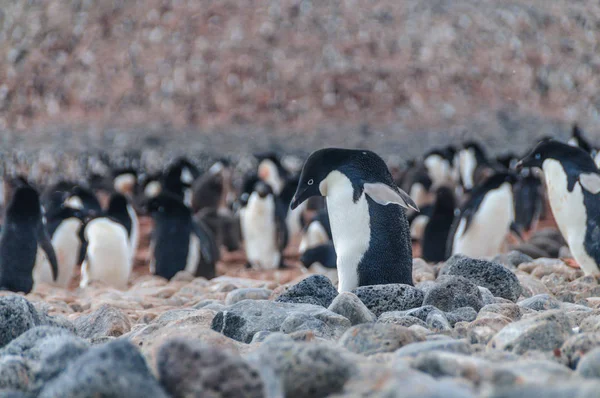 Pinguins Adelie na Ilha Paulet — Fotografia de Stock