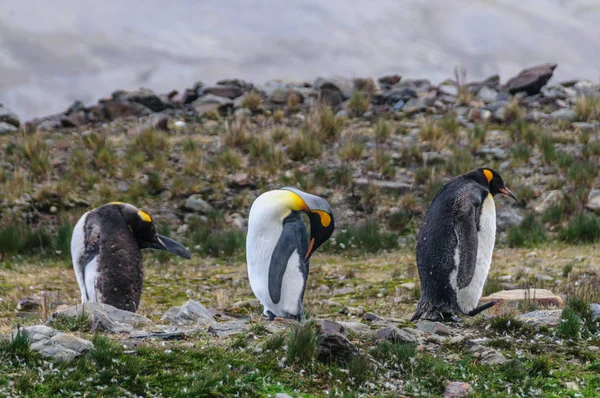 Três pinguins-rei em Fortuna Bay — Fotografia de Stock