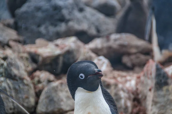 Pinguins Adelie Pygoscelis Adeliae Ilha Paulet Perto Península Antártica — Fotografia de Stock