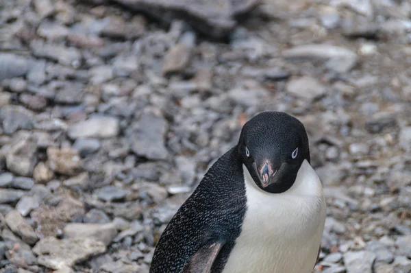 Pingüinos Adelie en la isla Paulet — Foto de Stock