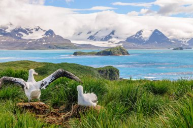 Göçebe Albatros çift yuva üzerinde